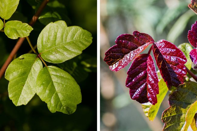 Poison-Oak-Plantes-Exemples-AdobeStock_242565916-22213327