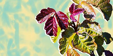 Symptômes de l’éruption cutanée du chêne empoisonné et options de traitement, selon les experts