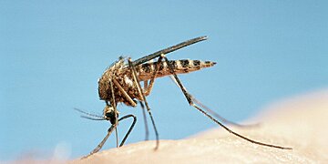 Syndrome de Skeeter : cette réaction allergique aux moustiques est une réalité