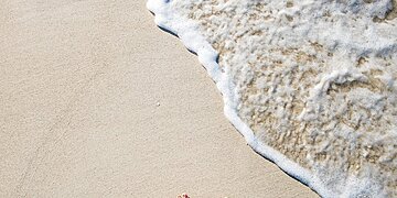 Ce qu’il faut savoir sur les piqûres de puces de sable, y compris le traitement et la prévention