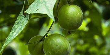 Qu’est-ce que l’édulcorant aux fruits de moine et est-ce une option saine ?