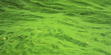 Une prolifération d’algues toxiques pourrait avoir tué une famille de 3 personnes et leur chien en Californie : voici ce que vous devez savoir