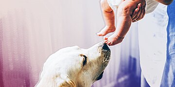 Comment préparer votre animal de compagnie à l’arrivée d’un nouveau bébé