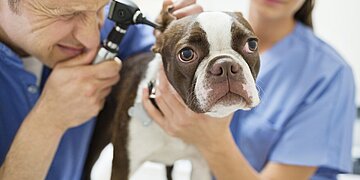 Comment décider si vous devriez souscrire une assurance maladie pour votre animal de compagnie