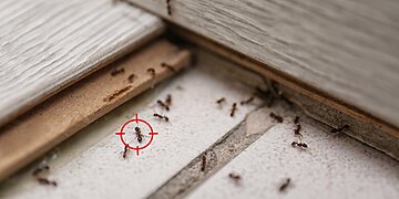 Myrmécophobie : comprenez et surmontez votre peur des fourmis
