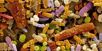 Le microbiote est essentiel à l’efficacité d’une classe courante de médicaments