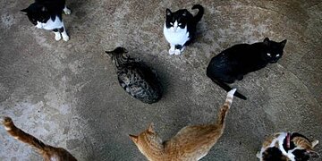 La ville lance un programme de stérilisation pour les chats errants
