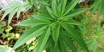 L’Académie de médecine refuse la légalisation du cannabis thérapeutique, citant le marché noir