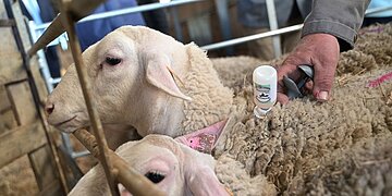 Fièvre catarrhale ovine : des vaccins gratuits pour les éleveurs cet été face à la menace espagnole