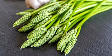 Découvrez les précautions à suivre avant de manger des asperges sauvages
