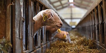 L’État prévoit que 80 % des animaux devront être vaccinés face à une nouvelle épidémie