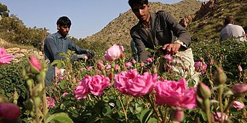 En Arabie Saoudite, l’art de distiller le parfum de la célèbre ville des roses fascine les amateurs
