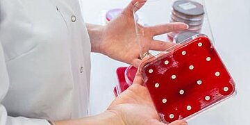 Escmid 2025 : nouvelles stratégies pour combattre la gonorrhée et le Staphylococcus aureus