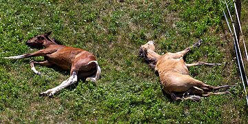 Anémie infectieuse équine : des chevaux euthanasiés dans le Var, causes de cette maladie ?