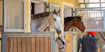 Équinophobie : quelles sont les causes de cette peur intense des chevaux ?