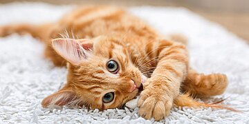 La destination en Europe la plus prisée par les passionnés de chats est