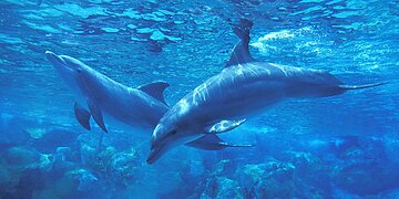 Une IA pour décrypter le langage des dauphins