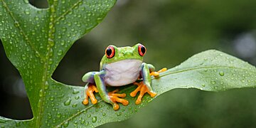 Batrachophobie : conseils pour surmonter la peur des grenouilles et rester serein en leur présence