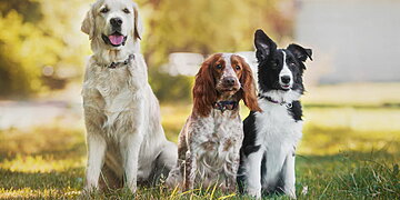 Sociologie : Votre chien occupe-t-il une place plus grande que votre meilleur ami ?