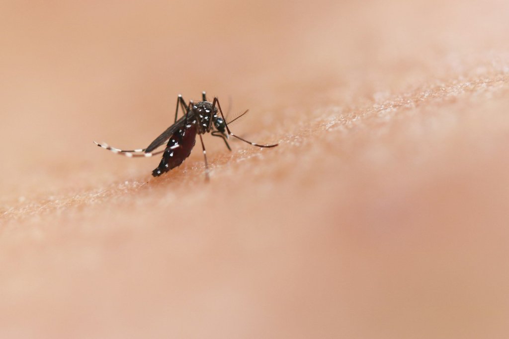 Moustique tigre : jusqu’à 95 % de la France exposée au risque de dengue d’ici 2085 Moustique tigre : jusqu’à 95 % de la France exposée au risque de dengue d’ici 2085
